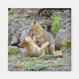 South American Grey Fox (Lycalopex griseus) pair 2 Magnet