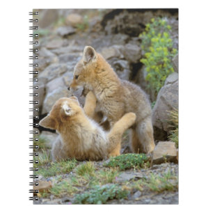 South American Grey Fox (Lycalopex griseus) pair 2 Notebook