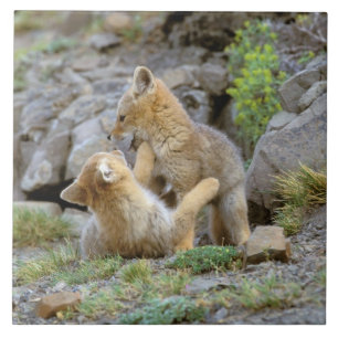 South American Grey Fox (Lycalopex griseus) pair 2 Tile