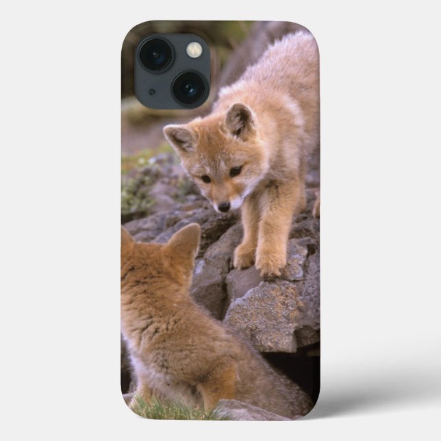 South American Grey Fox (Lycalopex griseus) pair Case-Mate iPhone Case (Back)