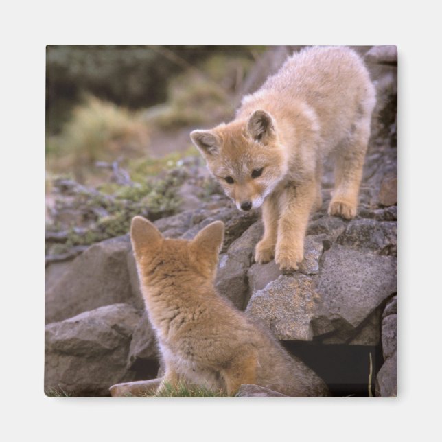 South American Grey Fox (Lycalopex griseus) pair Magnet (Front)