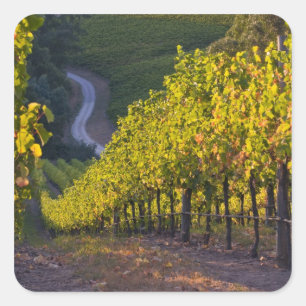 South Australia, Adelaide Hills, Summertown. 2 Square Sticker