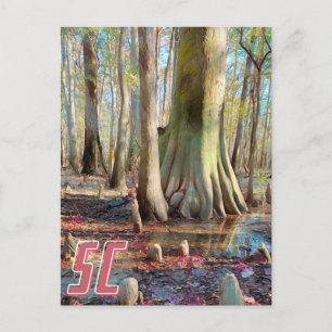 South Carolina Congaree Postcard