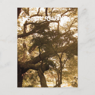 South Carolina Postcard
