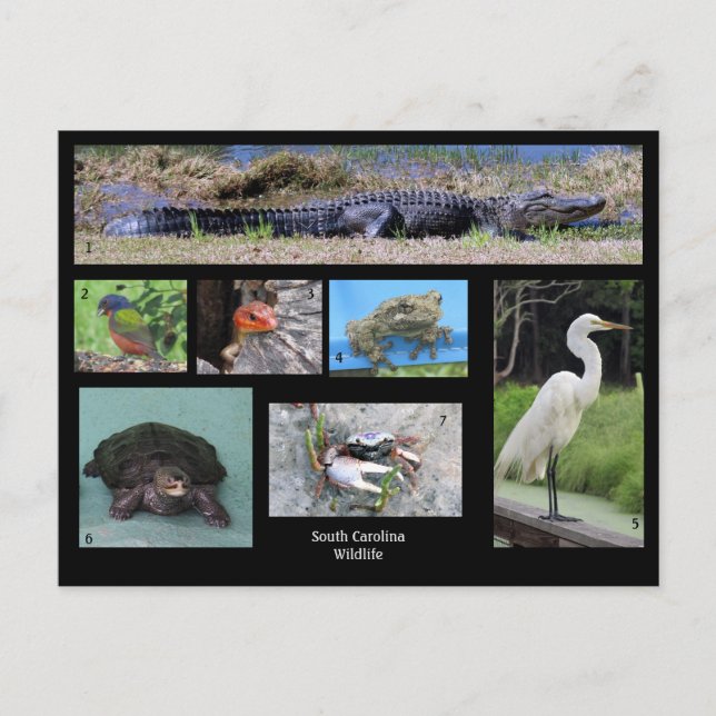 South Carolina Wildlife Postcard (Front)