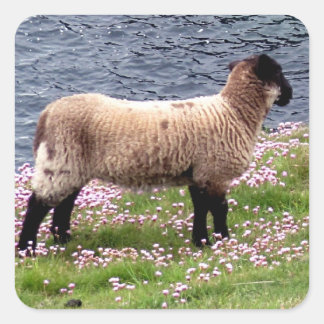 South Devon Coast Lamb Standing In Pinks Square Sticker
