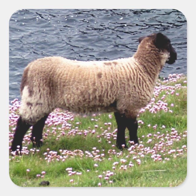 South Devon Coast Lamb Standing In Pinks Square Sticker (Front)