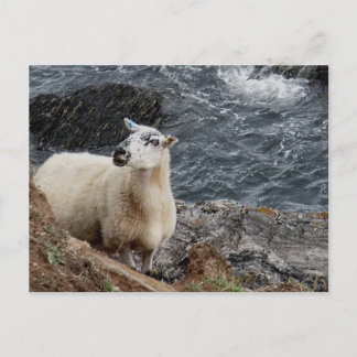South Devon Coast Sheep On Rocks Looking Postcard