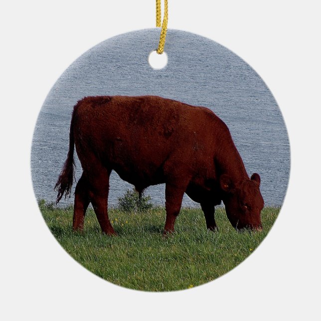 South Devon cow on remote coastline Ceramic Ornament (Front)