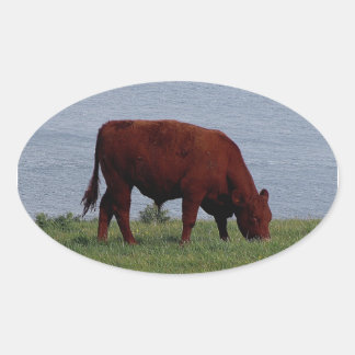 South Devon cow on remote coastline Oval Sticker
