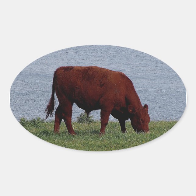 South Devon cow on remote coastline Oval Sticker (Front)