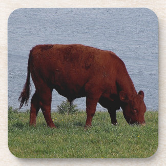 South Devon Ruby Cow Grazeing On Coastline Coaster