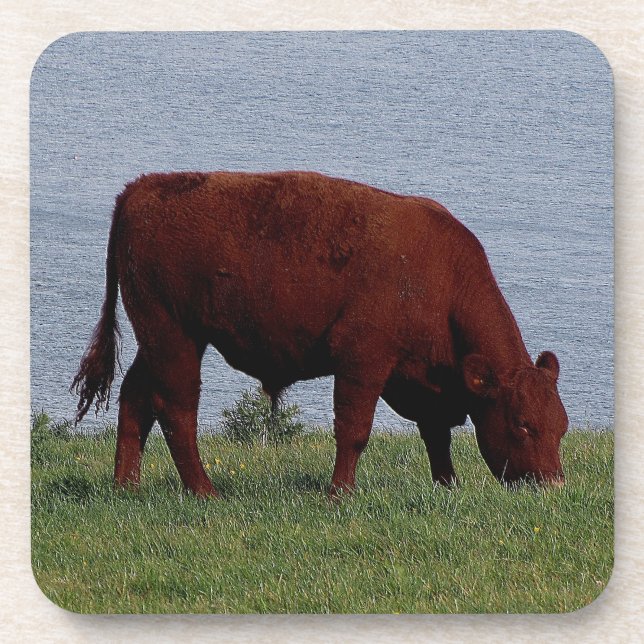 South Devon Ruby Cow Grazeing On Coastline Coaster (Front)