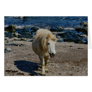 South Devon Shetland Pony Marcher Sur La Plage Rem