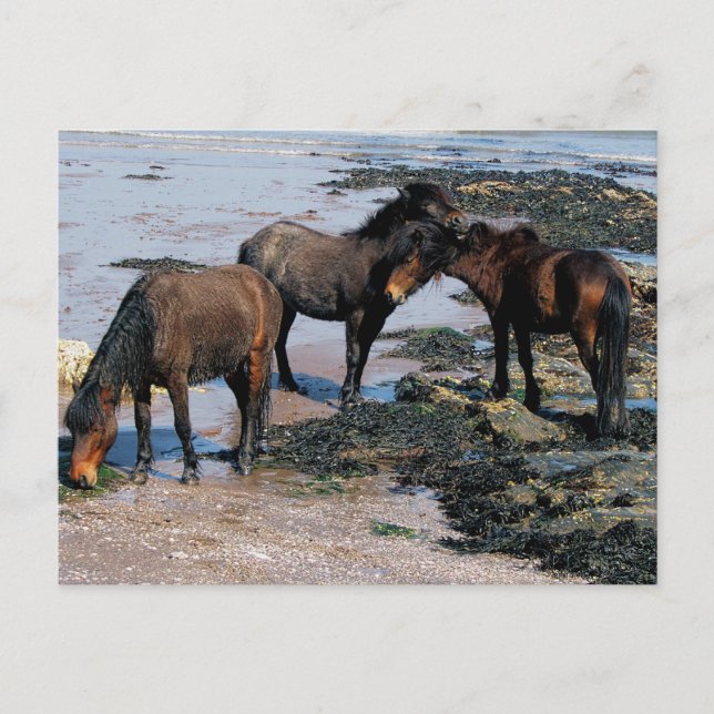 South Devon Three Dartmoor Ponies Playing On Beach Postcard (Front)