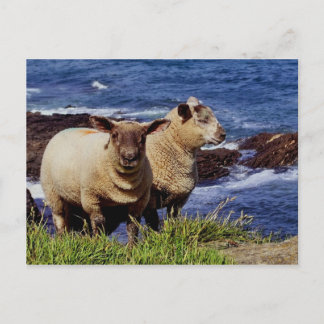 South Devon Two Lambs On Coast Path Cliff Edge Postcard