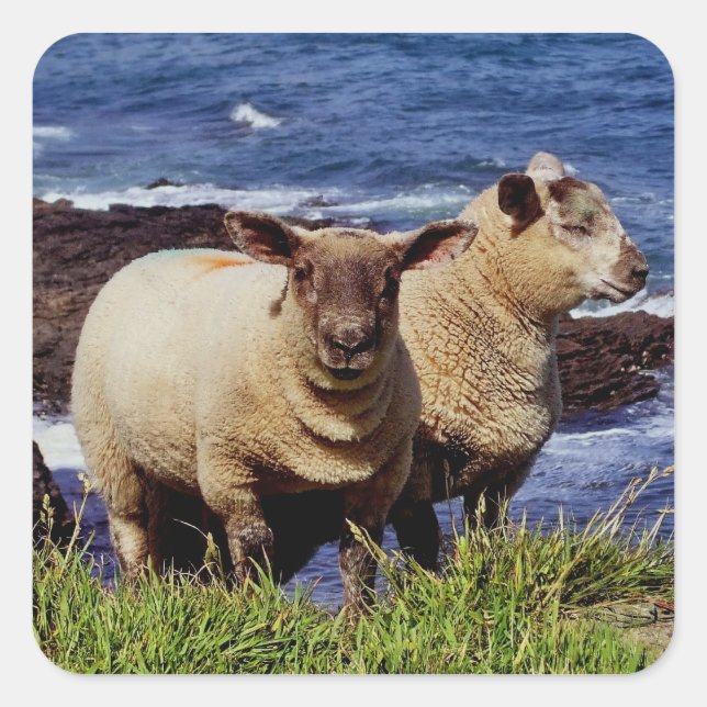 South Devon Two Lambs On coast Path Cliff Edge Square Sticker (Front)
