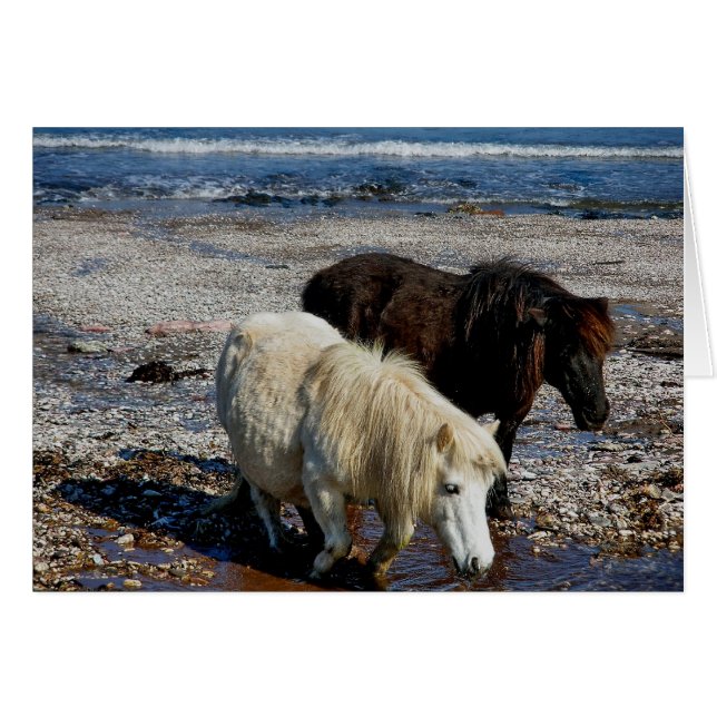 South Devon Two Shetland Ponies On Remote Beach (Front Horizontal)