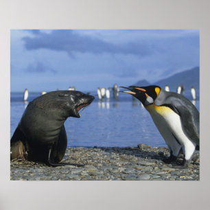 South Georgia Island, St. Andrews Bay, King Poster