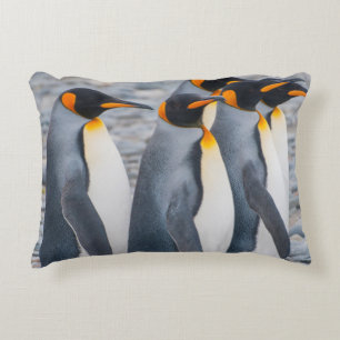 South Georgia. King penguins Accent Pillow