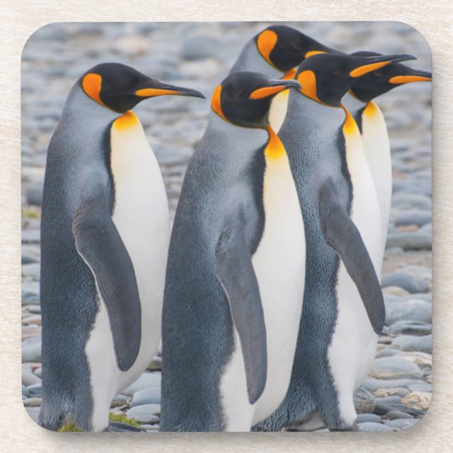 South Georgia. King penguins Coaster (Front)