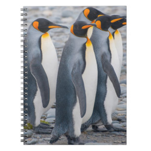 South Georgia. King penguins Notebook