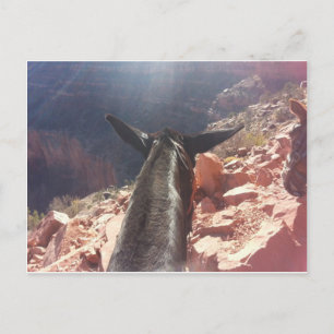South Kiabab Grand Canyon National Park Mule Ride Postcard
