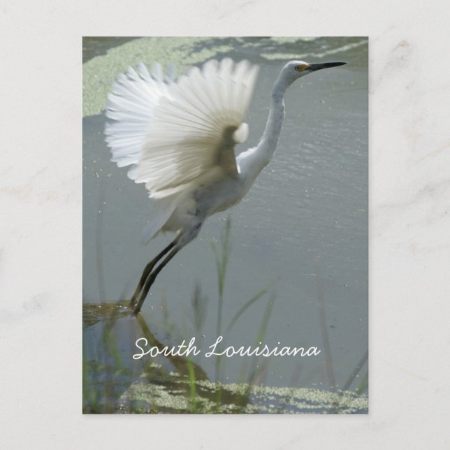 South Louisiana Postcard (Front)