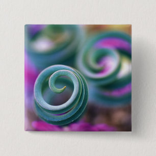 South Namaqualand, Curled lily leaves. Credit 2 Inch Square Button