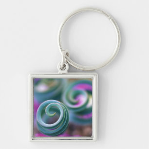 South Namaqualand, Curled lily leaves. Credit Keychain