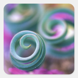 South Namaqualand, Curled lily leaves. Credit Square Sticker