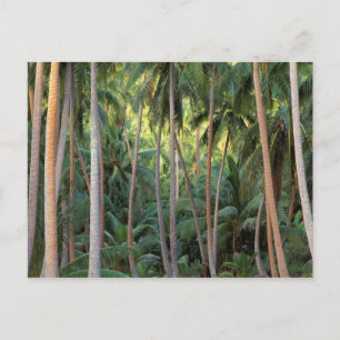 South Pacific, French Polynesia, Bora Bora. Postcard