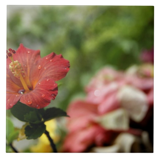 South Pacific, French Polynesia, Society 2 Tile (Front)