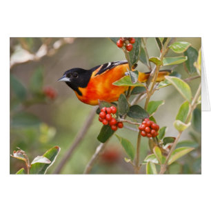 South Padre Island, Texas, USA, Baltimore Oriole