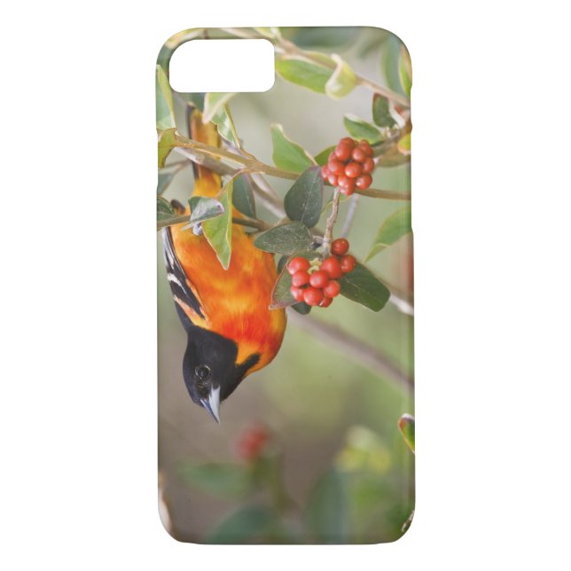 South Padre Island, Texas, USA, Baltimore Oriole Case-Mate iPhone Case (Back)