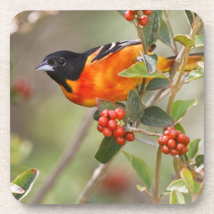 South Padre Island, Texas, USA, Baltimore Oriole Coaster