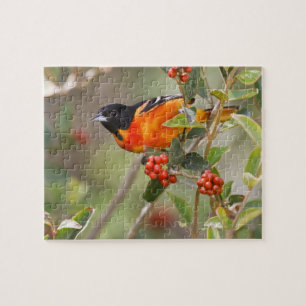South Padre Island, Texas, USA, Baltimore Oriole Jigsaw Puzzle