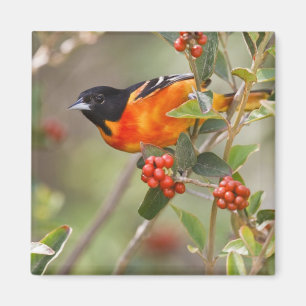 South Padre Island, Texas, USA, Baltimore Oriole Magnet
