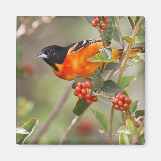 South Padre Island, Texas, USA, Baltimore Oriole Magnet (Front)