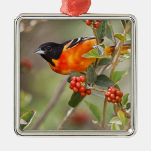 South Padre Island, Texas, USA, Baltimore Oriole Metal Ornament