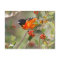 South Padre Island, Texas, USA, Baltimore Oriole