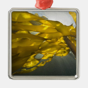 South side of Ewing Island, San Juan Islands, Metal Ornament