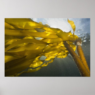 South side of Ewing Island, San Juan Islands, Poster