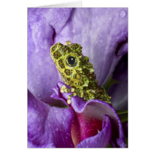Southeast Vietnam. Close-up of mossy tree frog