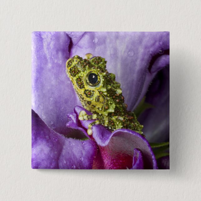 Southeast Vietnam. Close-up of mossy tree frog 2 Inch Square Button (Front)