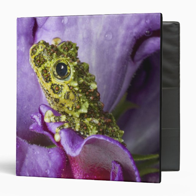 Southeast Vietnam. Close-up of mossy tree frog Binder (Front/Inside)