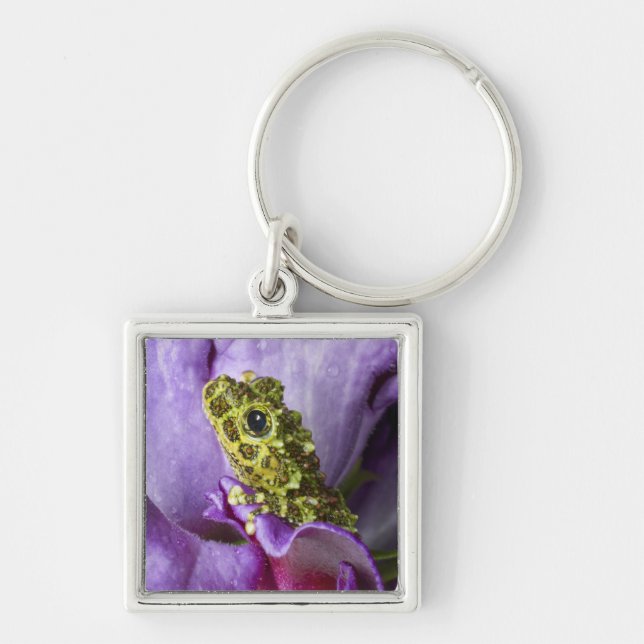 Southeast Vietnam. Close-up of mossy tree frog Keychain (Front)