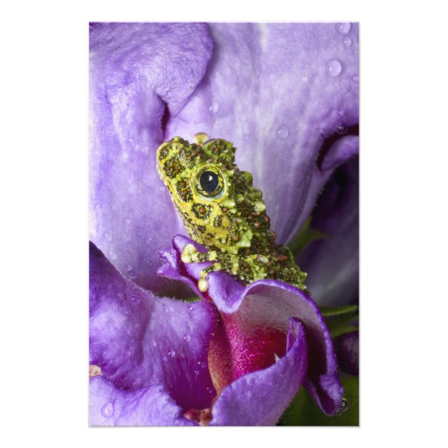Southeast Vietnam. Close-up of mossy tree frog Photo Print (Front)