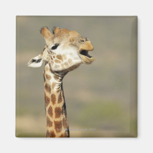 Southern African giraffe (Giraffa camelopardalis Magnet