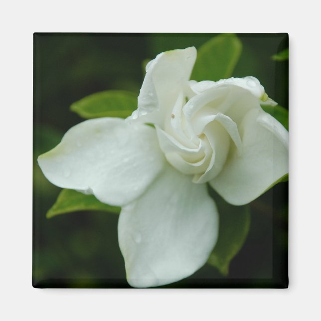 Southern Belle Magnet (Front)